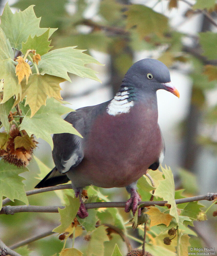 Pigeon ramieradulte, identification