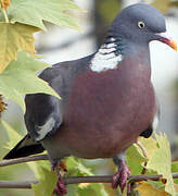 Common Wood Pigeon