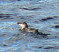 Razorbill