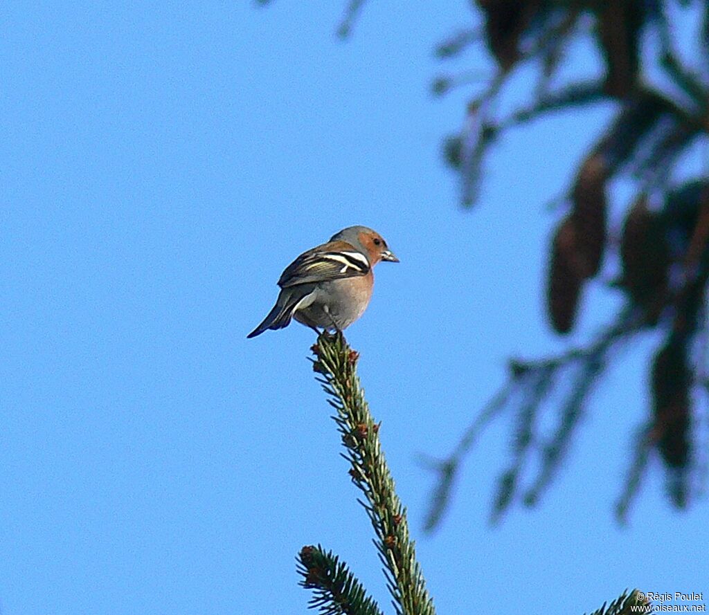 Common Chaffinch male adult breeding