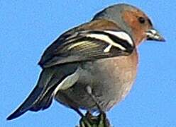 Common Chaffinch