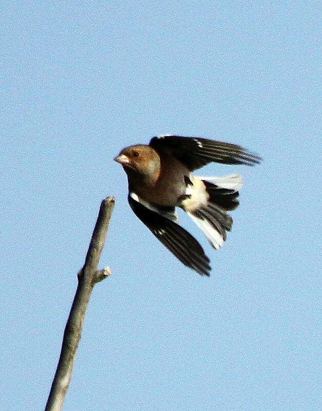 Eurasian Chaffinch male adult, Flight