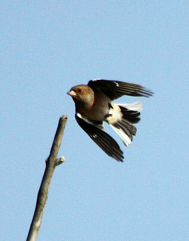 Common Chaffinch male adult, Flight