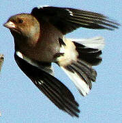 Eurasian Chaffinch