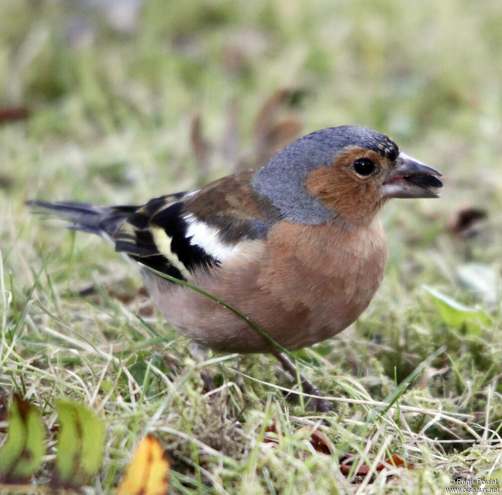 Eurasian Chaffinch male adult breeding, identification