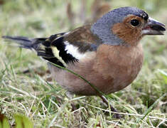 Eurasian Chaffinch