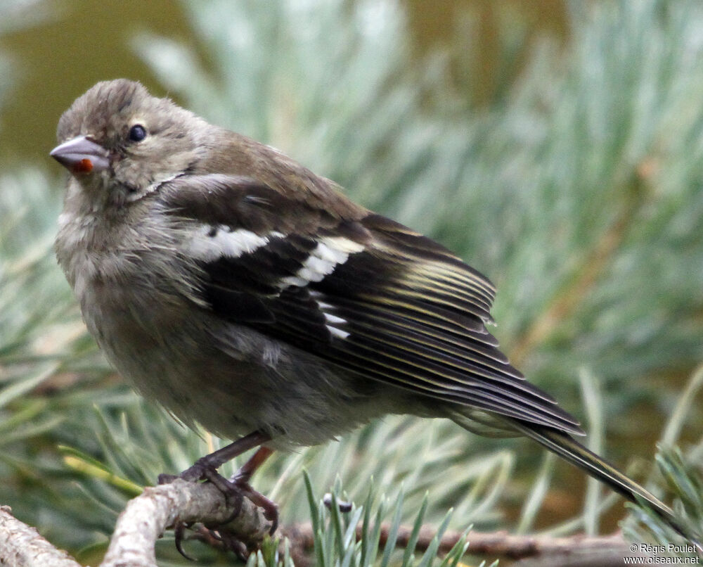 Eurasian Chaffinch female adult, identification