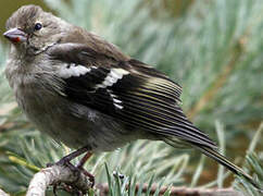 Common Chaffinch