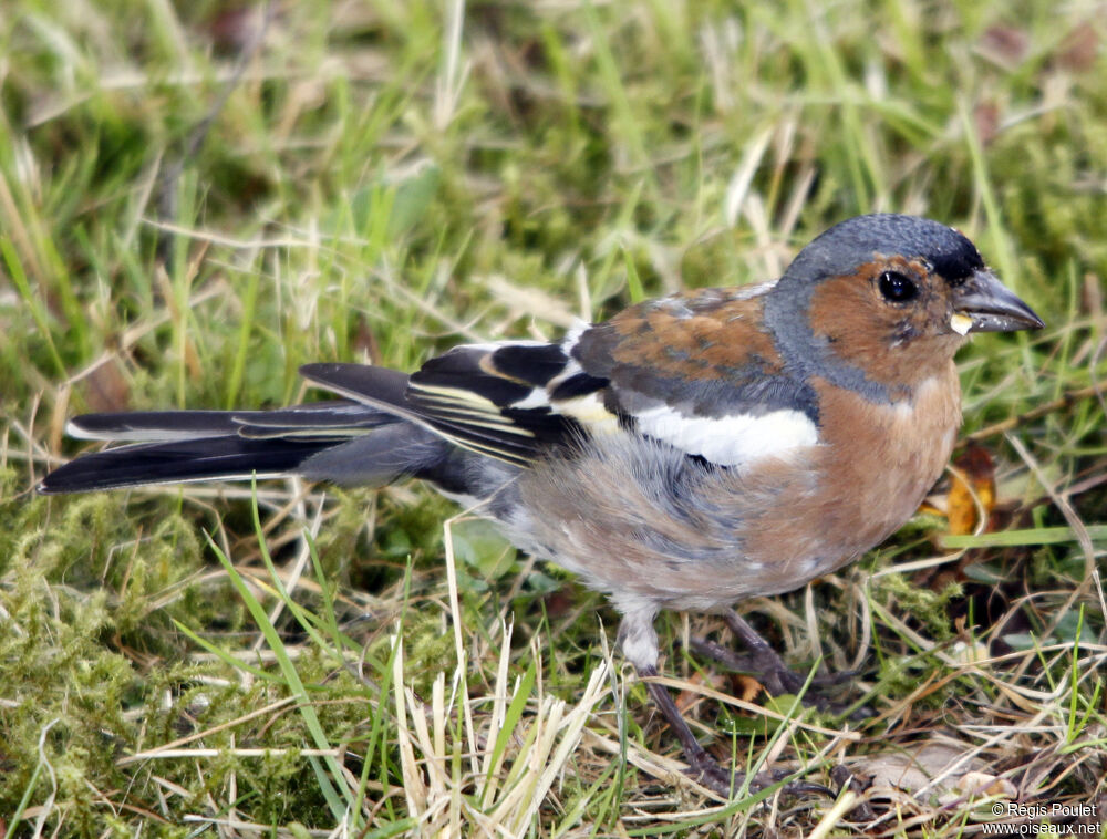 Eurasian Chaffinch male adult, identification