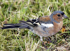 Common Chaffinch