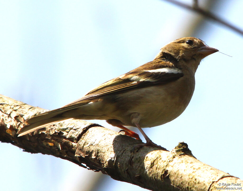 Common Chaffinch female adult, identification