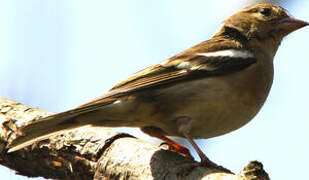 Common Chaffinch