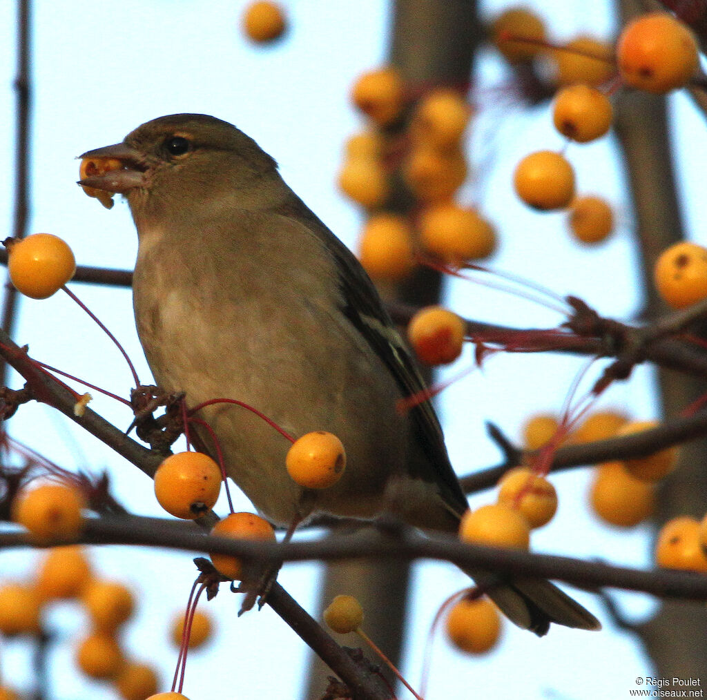 Common Chaffinch, feeding habits