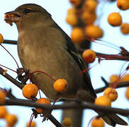 Eurasian Chaffinch