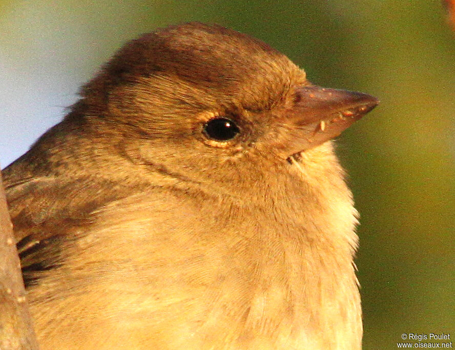 Common Chaffinch