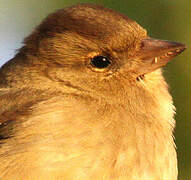 Common Chaffinch