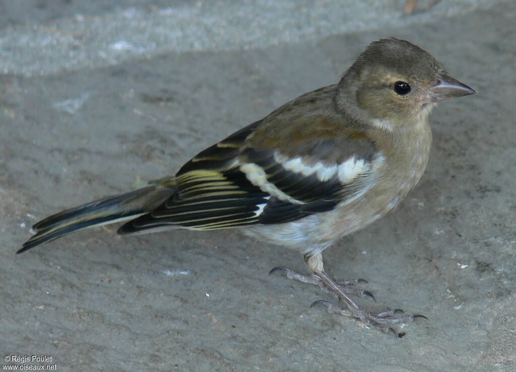 Eurasian Chaffinch female immature