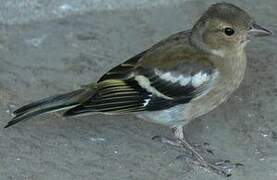 Common Chaffinch