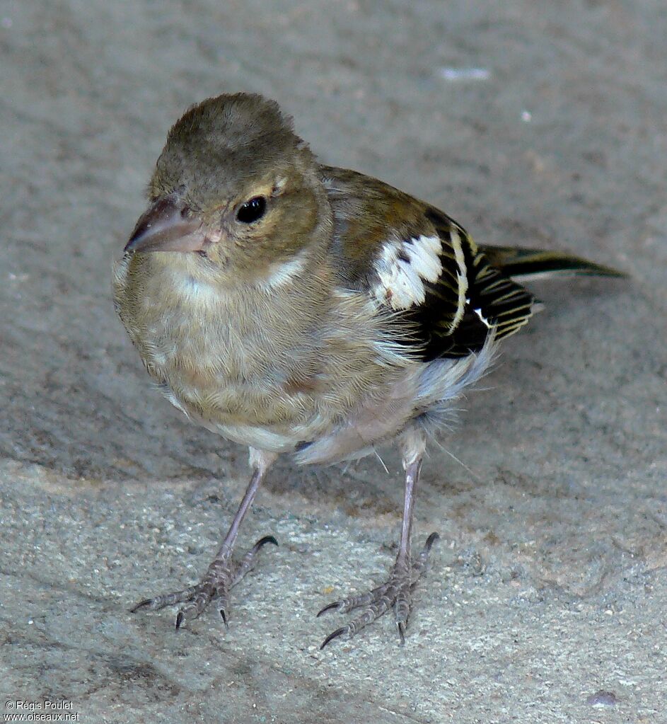 Pinson des arbres femelle immature