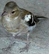 Eurasian Chaffinch