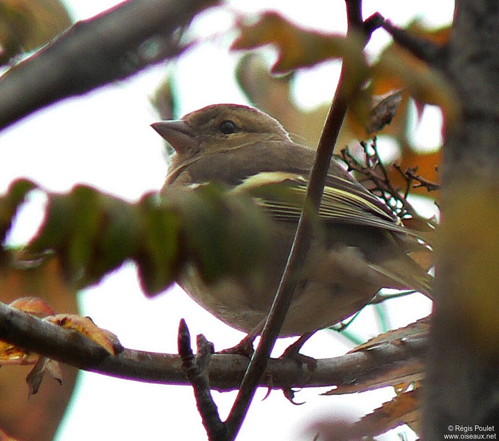 Eurasian Chaffinch female adult