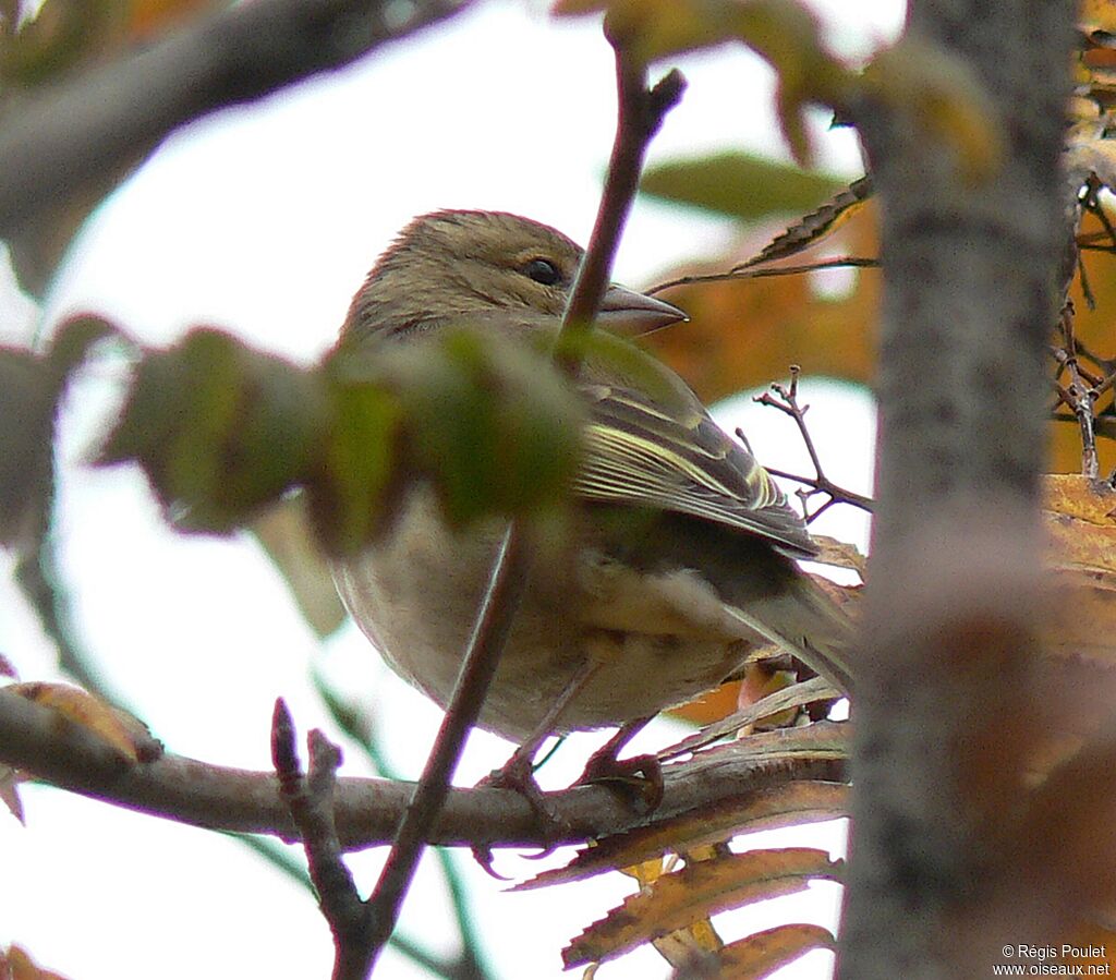 Common Chaffinch female adult