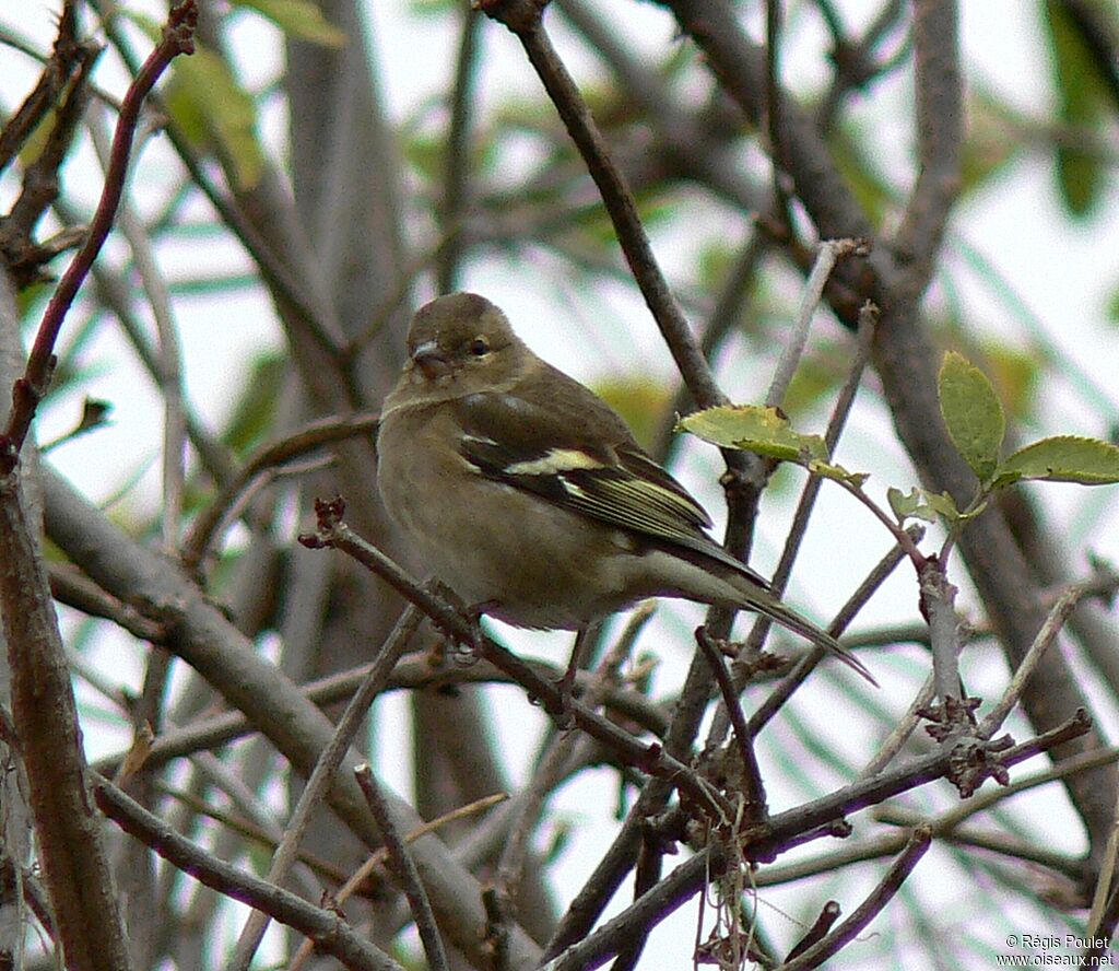 Eurasian Chaffinch female adult