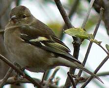 Eurasian Chaffinch