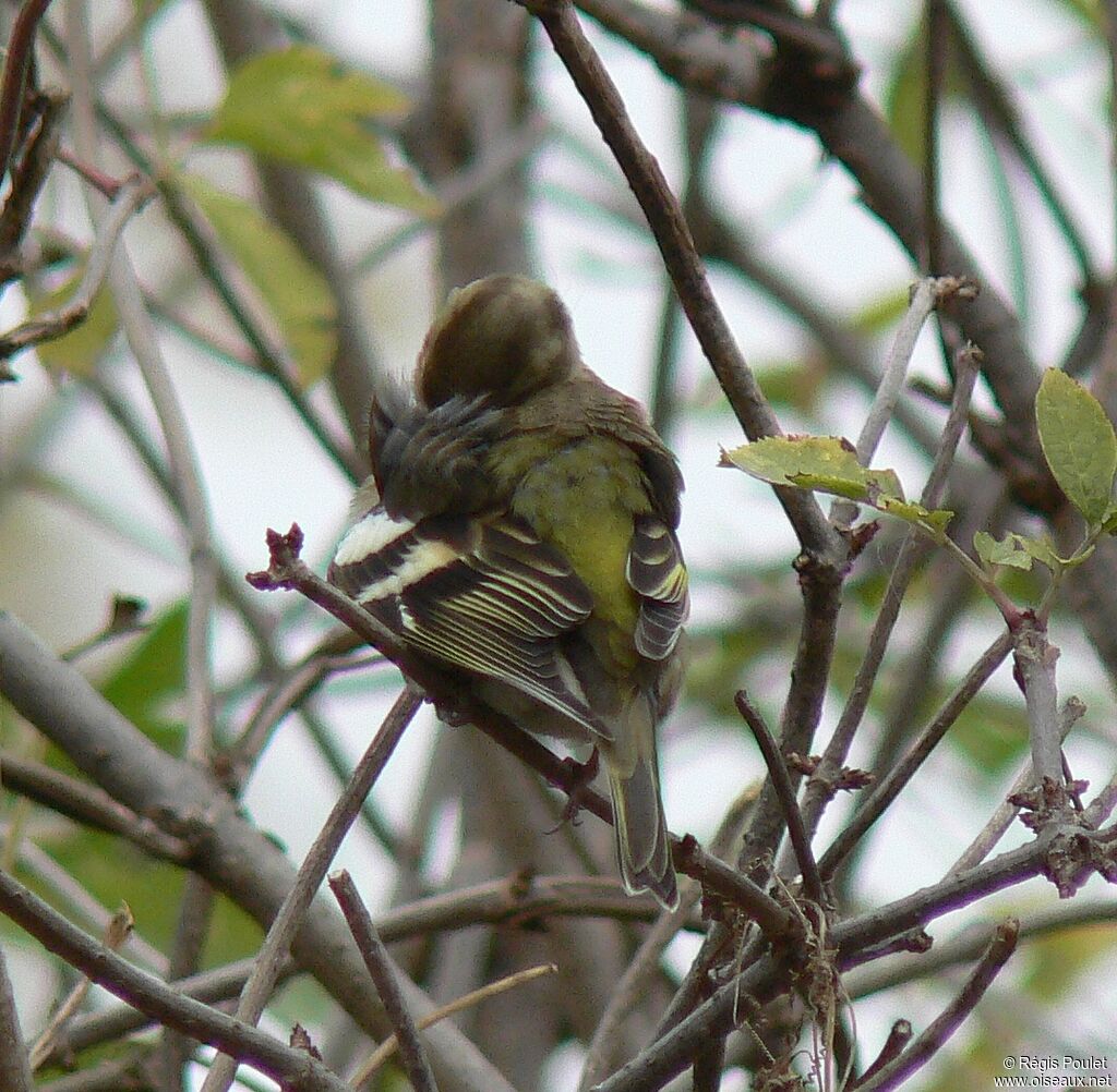 Common Chaffinch female adult