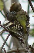 Common Chaffinch