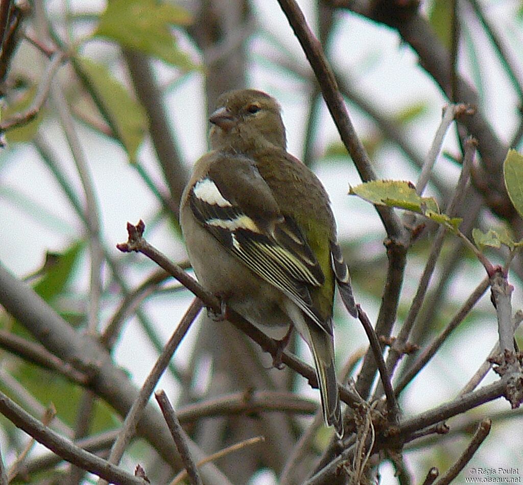 Pinson des arbres femelle adulte