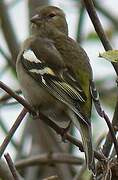 Eurasian Chaffinch