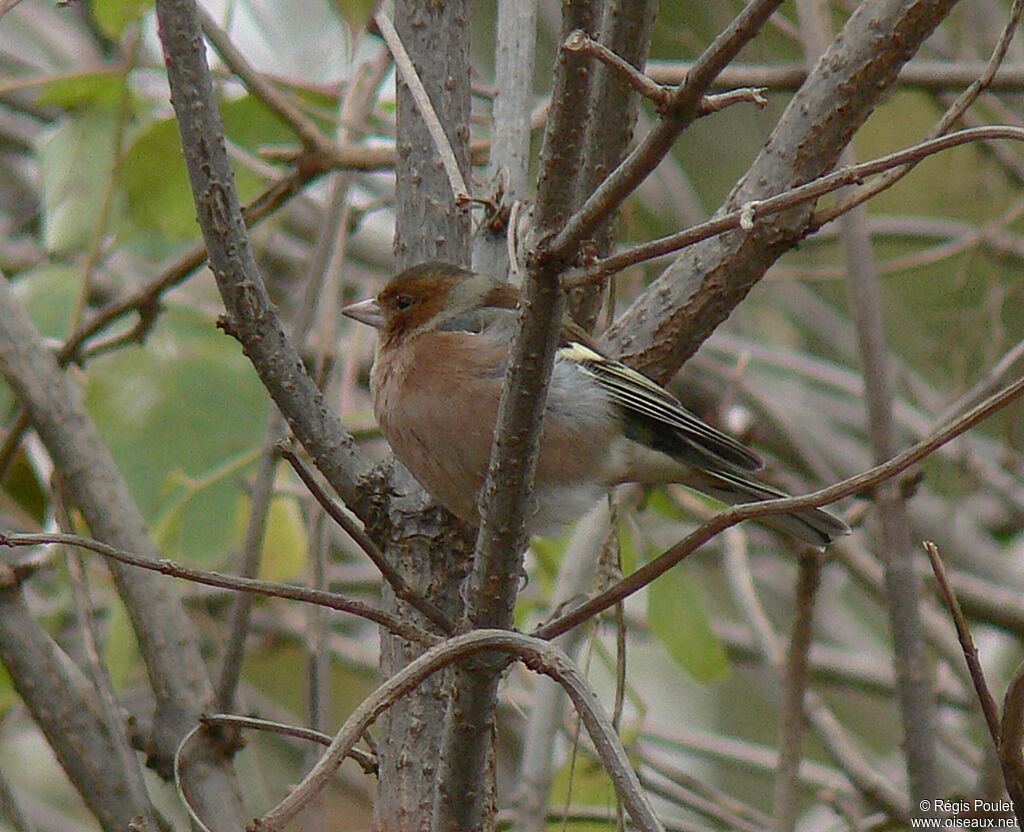 Common Chaffinch male adult post breeding