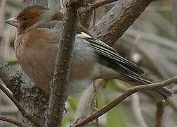 Eurasian Chaffinch