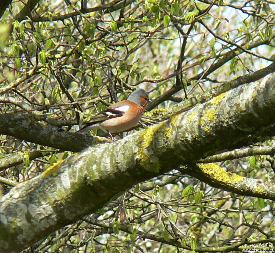 Pinson des arbres mâle adulte nuptial