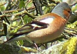 Common Chaffinch