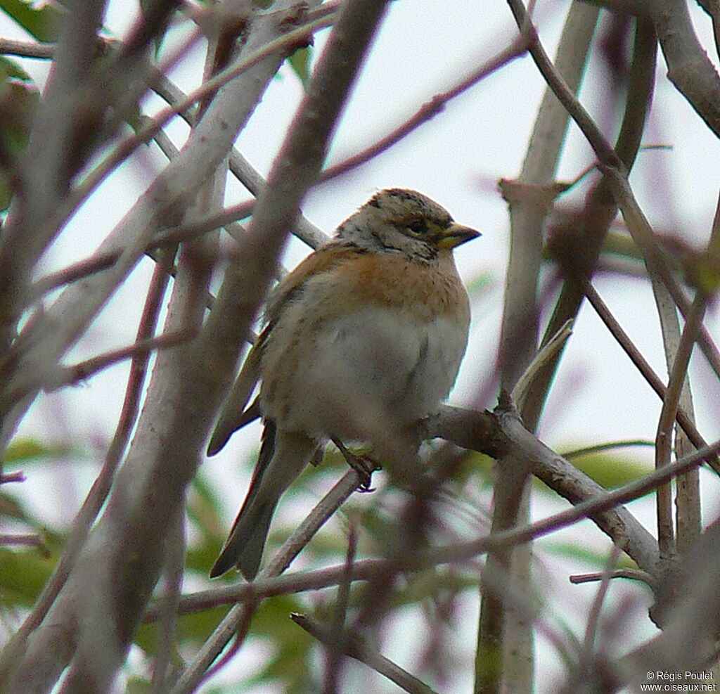 Brambling female adult post breeding