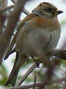 Brambling