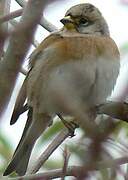 Brambling