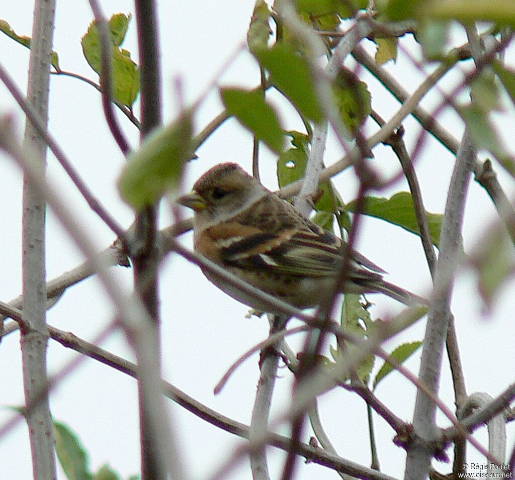 Brambling female adult post breeding