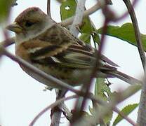 Brambling