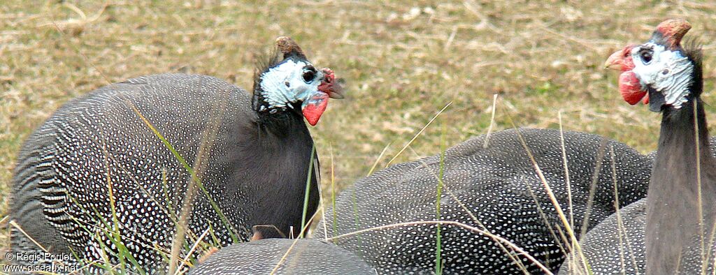 Helmeted Guineafowladult