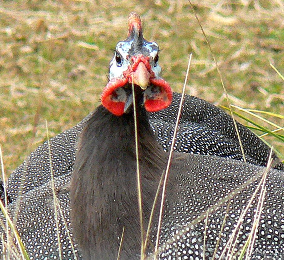 Helmeted Guineafowladult