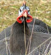 Helmeted Guineafowl