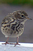 Pipit farlouse