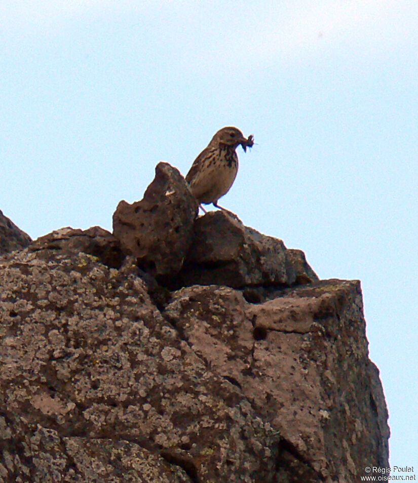 Meadow Pipit