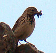 Pipit farlouse