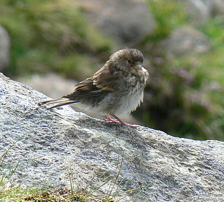 Pipit farlousejuvénile, identification