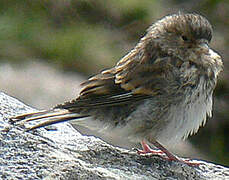 Pipit farlouse