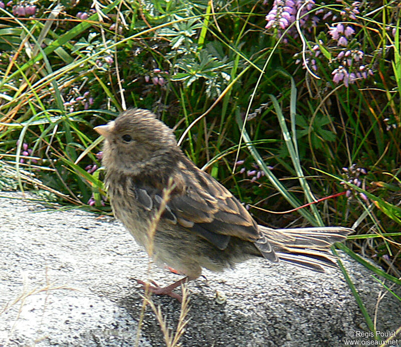Meadow Pipitjuvenile, identification